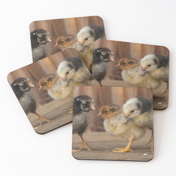 Item preview, Three Cute Baby Chicks, wyandote, blue polish and golden polish chickens designed and sold by Steven Holt.