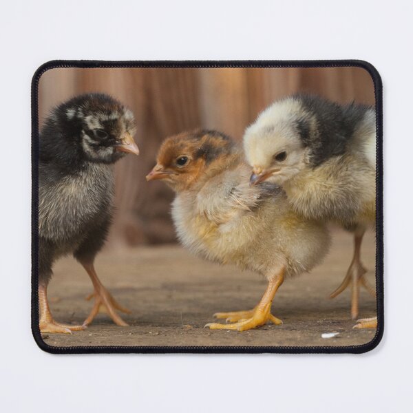 Item preview, Three Cute Baby Chicks, wyandote, blue polish and golden polish chickens designed and sold by Steven Holt.