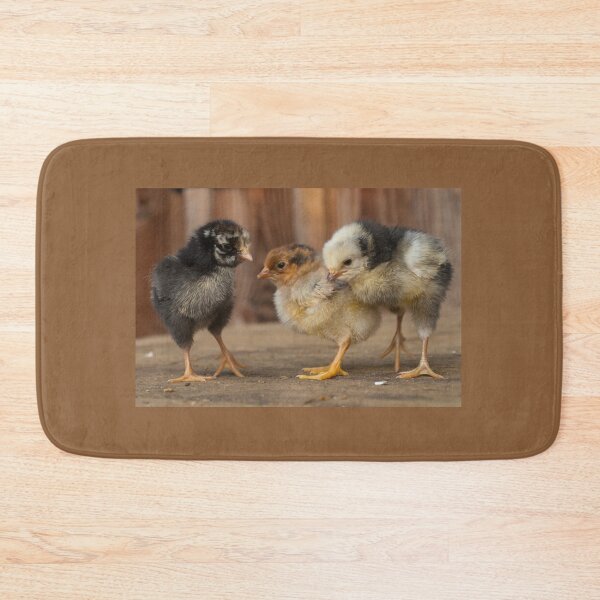 Item preview, Three Cute Baby Chicks, wyandote, blue polish and golden polish chickens designed and sold by Steven Holt.