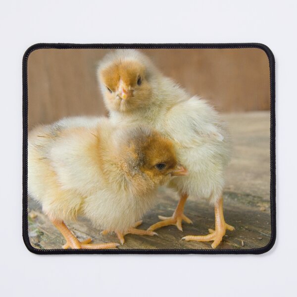 Item preview, Two Cute Baby Chicks golden polish chickens designed and sold by Steven Holt.