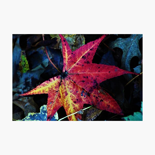 Item preview, Autumn Leaf designed and sold by Natalie Caine.