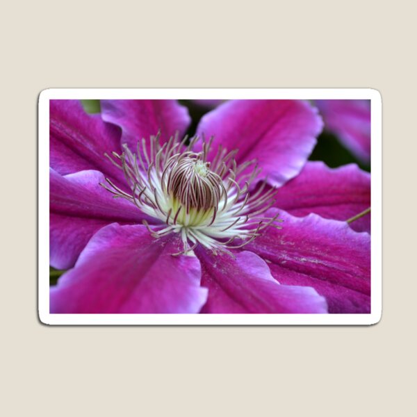 Pink Clematis Magnet