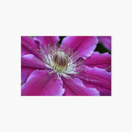 Pink Clematis Art Board Print
