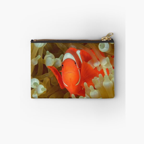 Item preview, Spine-cheeked Anemonefish - Premnas biaculeatus designed and sold by Andrew Trevor-Jones.