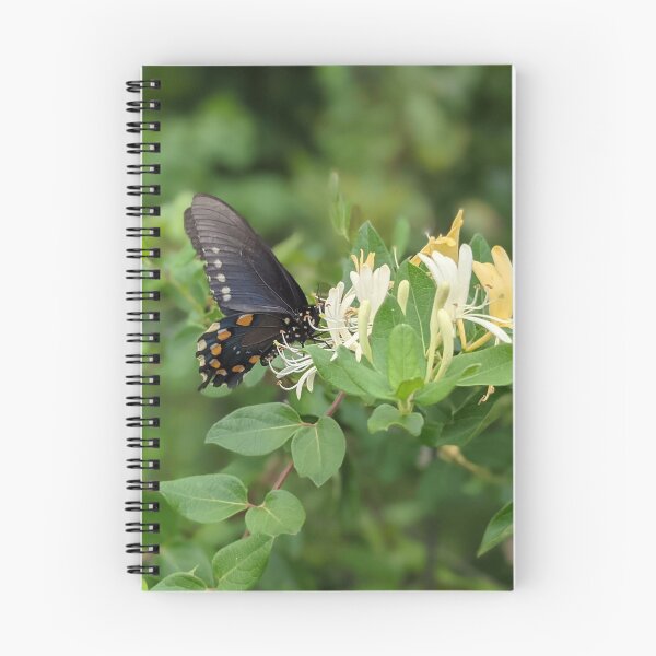 Artikelvorschau, Schmetterling auf Ast fotografisches Bild entworfen und verkauft von AustaArt.