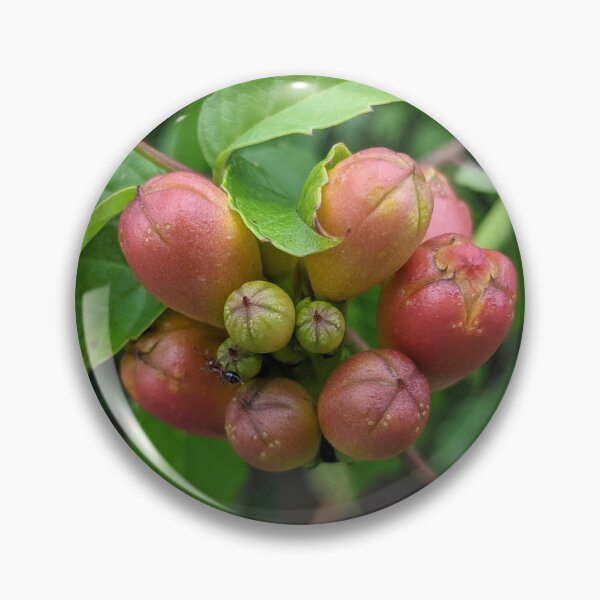 Item preview, Red Buds on a Walk Photographic Image designed and sold by AustaArt.