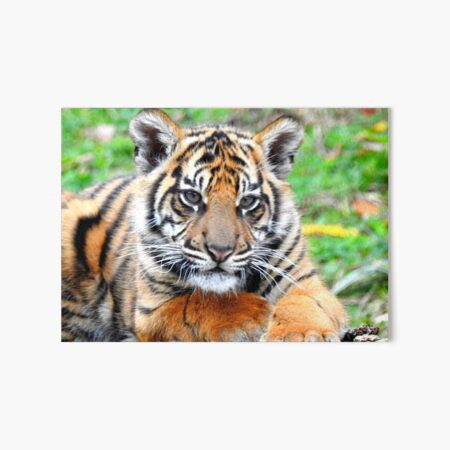 Cute Baby Tiger Cub Acrylic Print by Jeff Bartels - Fine Art America