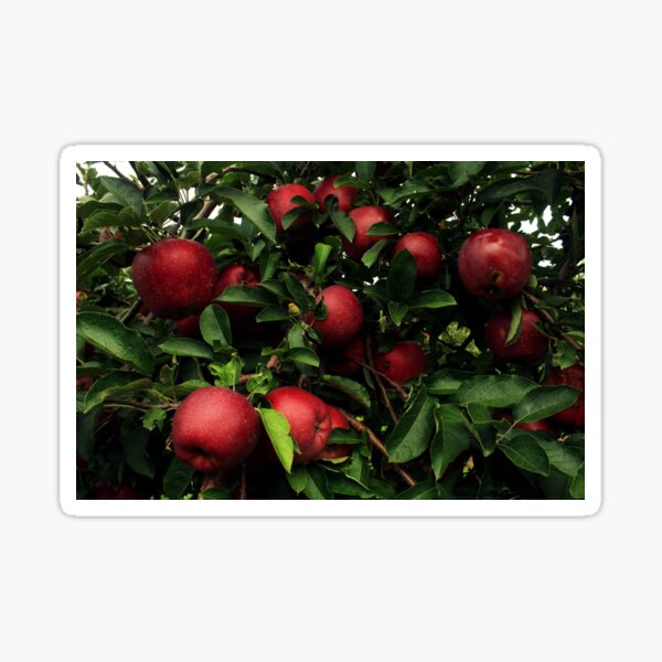 WNY Apples! Sticker