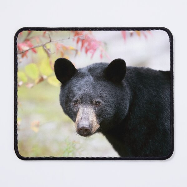 Item preview, Autumn Black Bear designed and sold by mlorenz.
