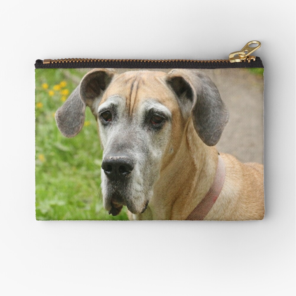 Great Dane Holding Chihuahua in Purse posters & prints by Corbis