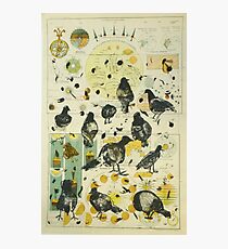 Global Pigeon Photographic Print