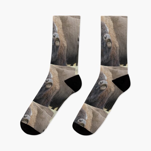 Item preview, American Plains Bison Bull or Buffalo Sniffing Yellowstone NP designed and sold by Steven Holt.