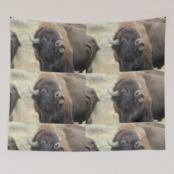 Item preview, American Plains Bison Bull or Buffalo Sniffing Yellowstone NP designed and sold by Steven Holt.