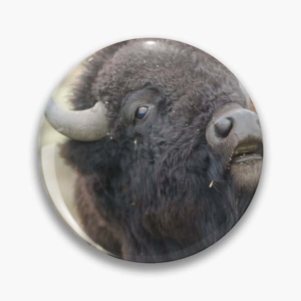 Item preview, American Plains Bison Bull or Buffalo Sniffing Yellowstone NP designed and sold by Steven Holt.
