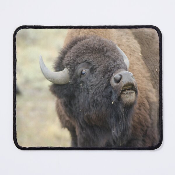 Item preview, American Plains Bison Bull or Buffalo Sniffing Yellowstone NP designed and sold by Steven Holt.