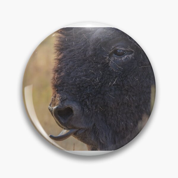 Item preview, American Plains Buffalo Bull Licking Nose National Bison Range designed and sold by Steven Holt.
