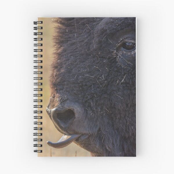 Item preview, American Plains Buffalo Bull Licking Nose National Bison Range designed and sold by Steven Holt.