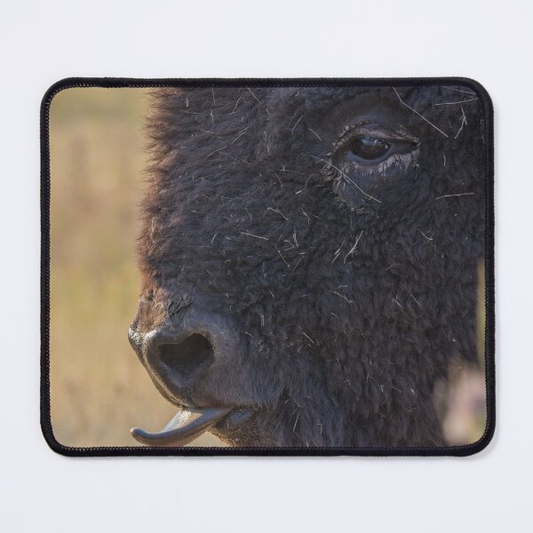 Item preview, American Plains Buffalo Bull Licking Nose National Bison Range designed and sold by Steven Holt.