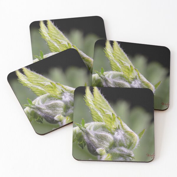 Item preview, Look Closer ... (3) designed and sold by Wolf Sverak Photography.