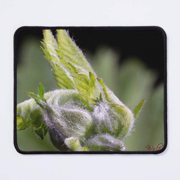 Item preview, Look Closer ... (3) designed and sold by Wolf Sverak Photography.