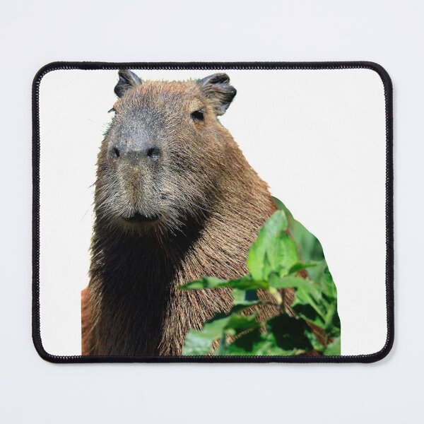 Item preview, 3rd Happy And Snarky Behind Leaves Capybara Stickers Package. Funny Capybaras For Every Capybara Lover Or Other Rodent Owner! - Cute designed and sold by AnimalStickers-.