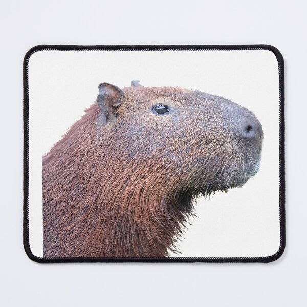 Item preview, 1st Head Capybara Surprised Capybara Stickers Package. Funny Capybaras For Every Capybara Lover Or Other Rodent Owner! - Cute designed and sold by AnimalStickers-.