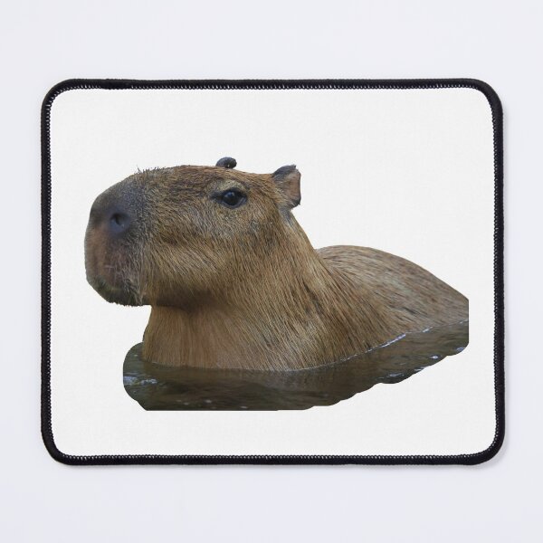 Item preview, 2nd Head Only Snarky Swiming Capybara Stickers Package. Funny Capybaras For Every Capybara Lover Or Other Rodent Owner! - Cute designed and sold by AnimalStickers-.
