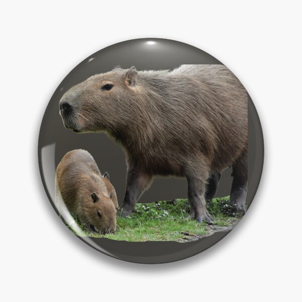 Item preview, 1st Little Capy With Mother Capybara Stickers Package. Funny Capybaras For Every Capybara Lover Or Other Rodent Owner! - Cute  designed and sold by AnimalStickers-.