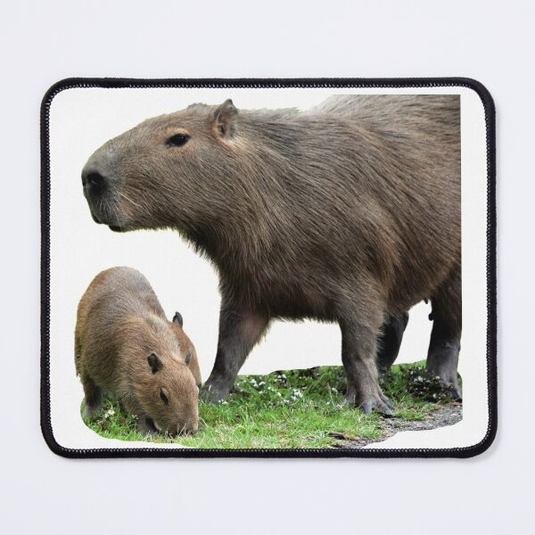 Item preview, 1st Little Capy With Mother Capybara Stickers Package. Funny Capybaras For Every Capybara Lover Or Other Rodent Owner! - Cute designed and sold by AnimalStickers-.