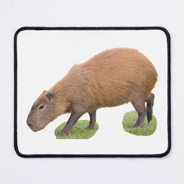 Item preview, 5th Little Eating Focused Single Capybara Stickers Package. Funny Capybaras For Every Capybara Lover Or Other Rodent Owner! - Cute designed and sold by AnimalStickers-.