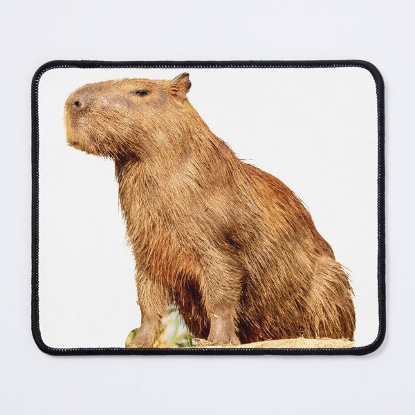Item preview, 7th Majestic Snarky Shiny Wet Single Capybara Stickers Package. Funny Capybaras For Every Capybara Lover Or Other Rodent Owner! - Cute designed and sold by AnimalStickers-.
