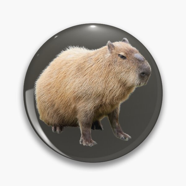 Item preview, 1st Sad Or Angry Capybara Stickers Package. Funny Capybaras For Every Capybara Lover Or Other Rodent Owner! - Cute  designed and sold by AnimalStickers-.