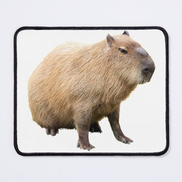 Item preview, 1st Sad Or Angry Capybara Stickers Package. Funny Capybaras For Every Capybara Lover Or Other Rodent Owner! - Cute designed and sold by AnimalStickers-.