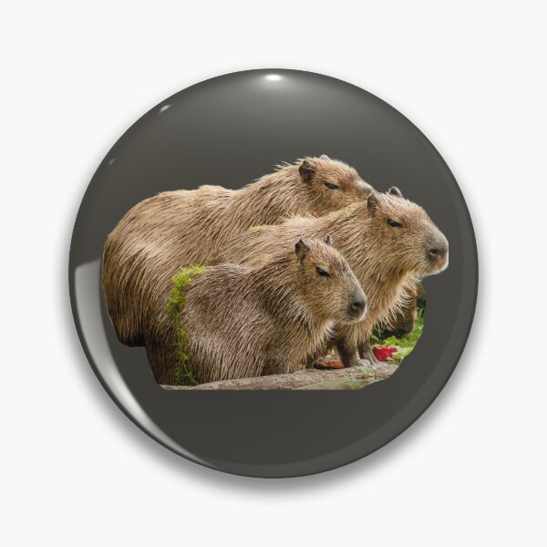 Item preview, 3rd Sad Or Angry Family Baby Little Capybara Stickers Package. Funny Capybaras For Every Capybara Lover Or Other Rodent Owner! - Cute  designed and sold by AnimalStickers-.