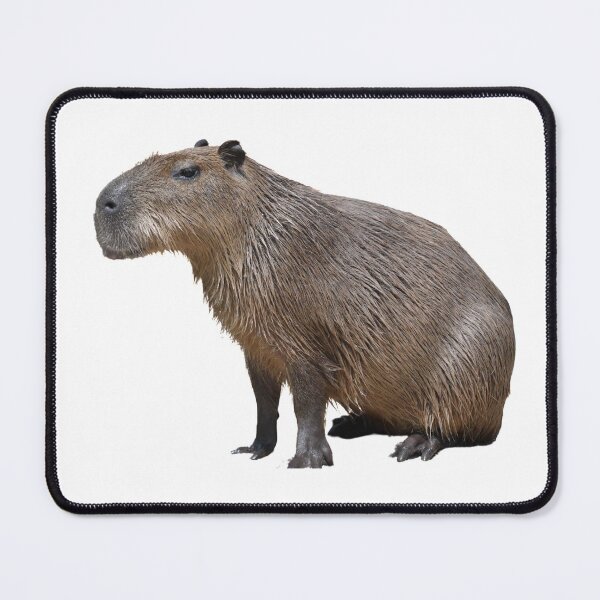 Item preview, 5th Snarky Smiling Happy Single Capybara Stickers Package. Funny Capybaras For Every Capybara Lover Or Other Rodent Owner! - Cute designed and sold by AnimalStickers-.
