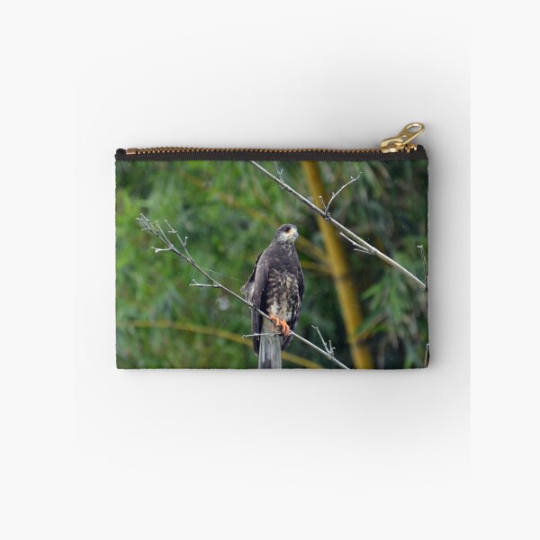 Item preview, Male Snail Kite designed and sold by Sauropod8.