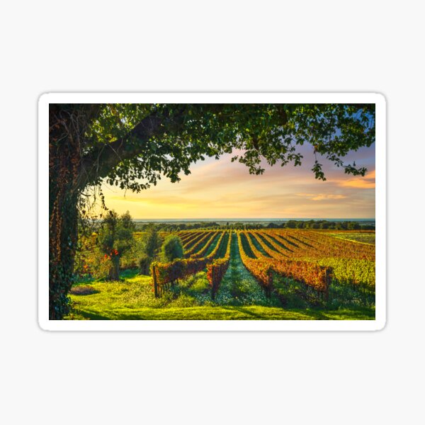 Item preview, Bolgheri vineyards and a tree. Tuscany designed and sold by Stefano Orazzini.