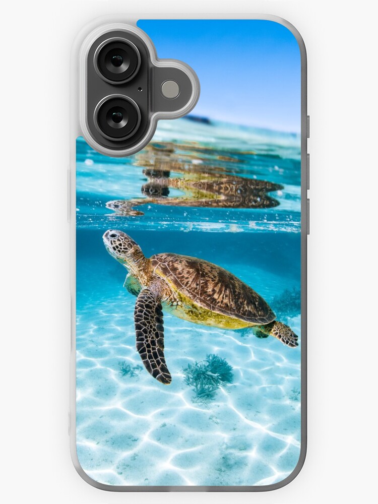 Green Sea Turtle 