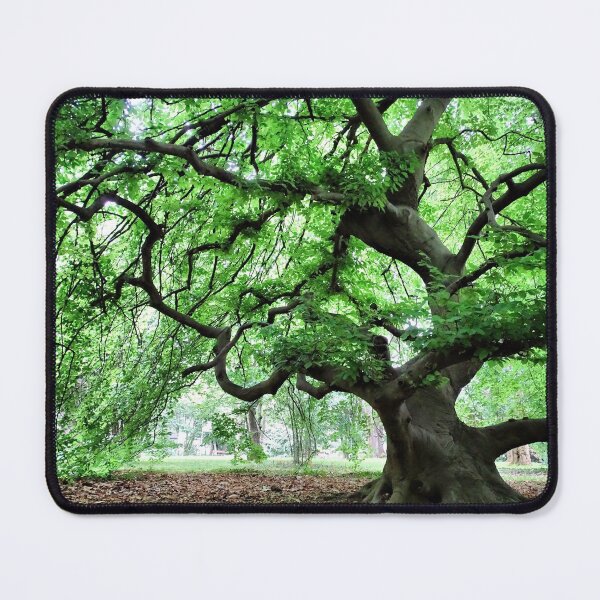 Item preview, Beech designed and sold by jean-nicolas.