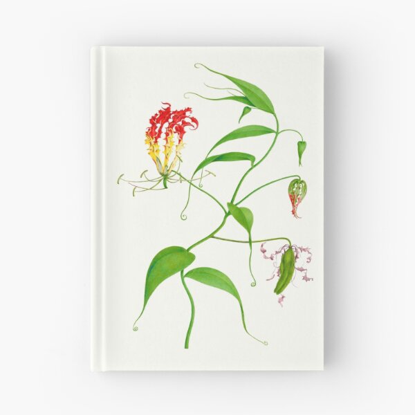 Item preview, Flame lily - Gloriosa superba - botanical illustration designed and sold by chimakingthings.