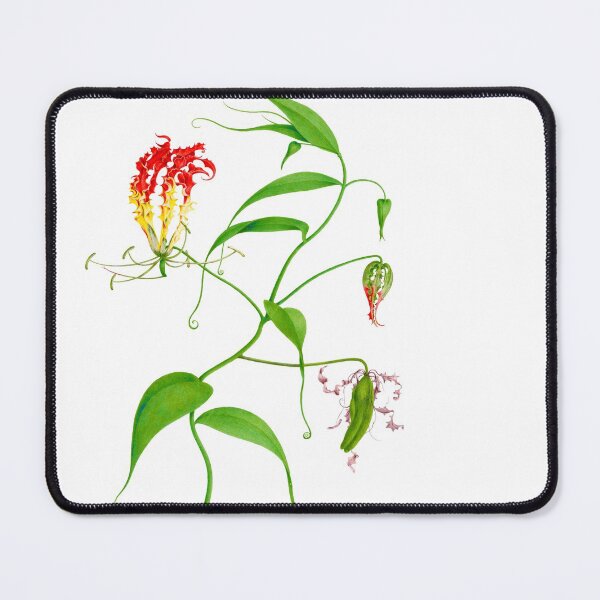Item preview, Flame lily - Gloriosa superba - botanical illustration designed and sold by chimakingthings.