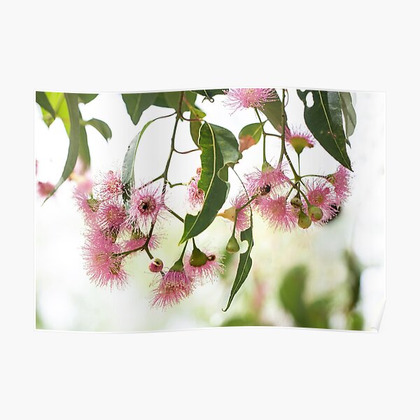 Pink Marri - Western Australia Poster