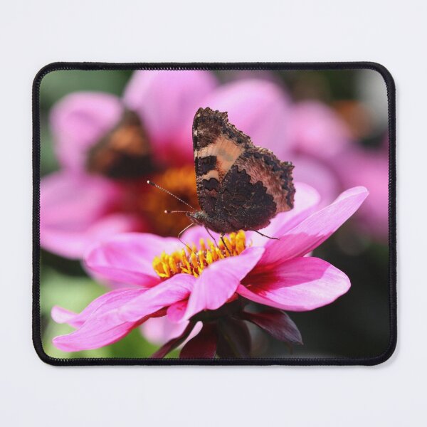 Item preview, Tortoiseshell butterflies on dahlias designed and sold by GreyFeatherPhot.