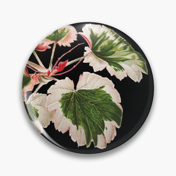 Item preview, Variegated Strawberry Begonia - Saxifraga stolonifera - botanical illustration designed and sold by chimakingthings.