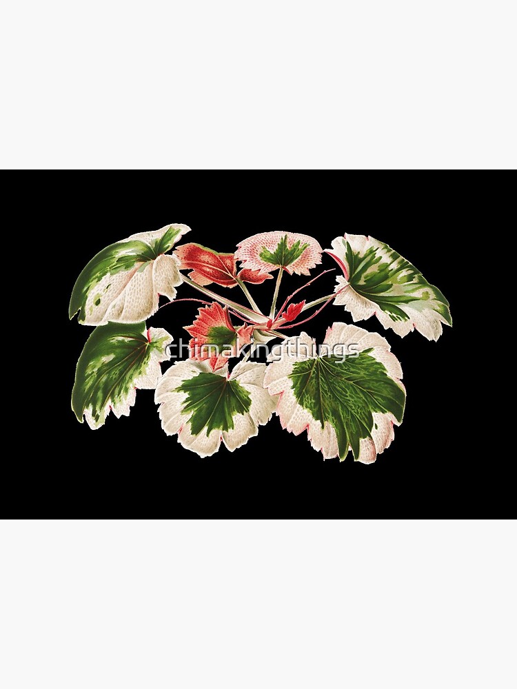 Lámina rígida «Begonia de fresa abigarrada - Saxifraga stolonifera -  ilustración botánica» de chimakingthings | Redbubble