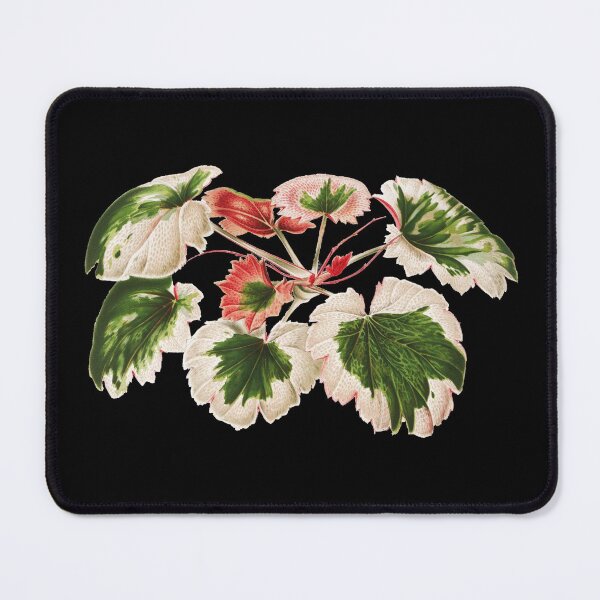 Item preview, Variegated Strawberry Begonia - Saxifraga stolonifera - botanical illustration designed and sold by chimakingthings.