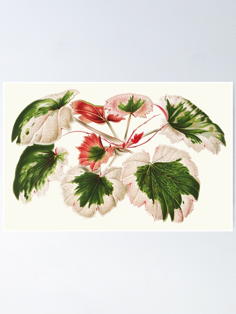 Póster «Begonia de fresa abigarrada - Saxifraga stolonifera - ilustración  botánica» de chimakingthings | Redbubble