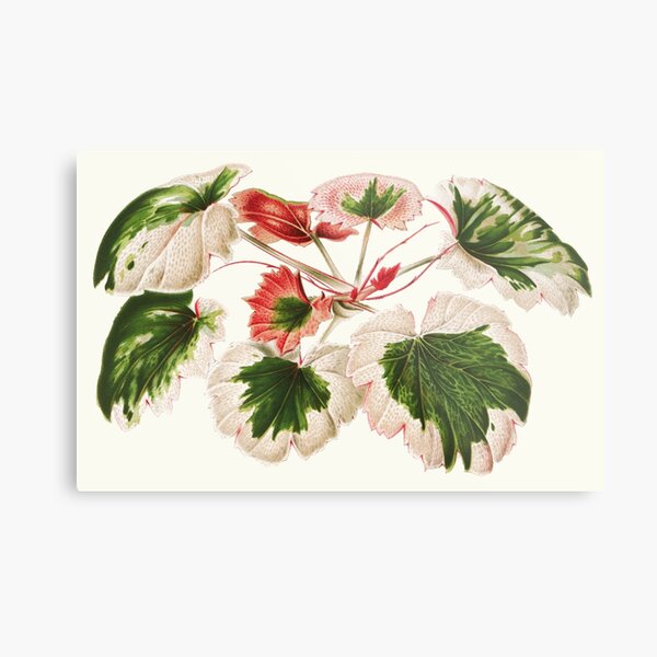 Item preview, Variegated Strawberry Begonia - Saxifraga stolonifera - botanical illustration designed and sold by chimakingthings.