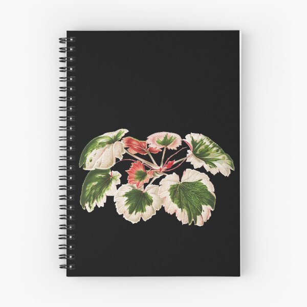 Item preview, Variegated Strawberry Begonia - Saxifraga stolonifera - botanical illustration designed and sold by chimakingthings.