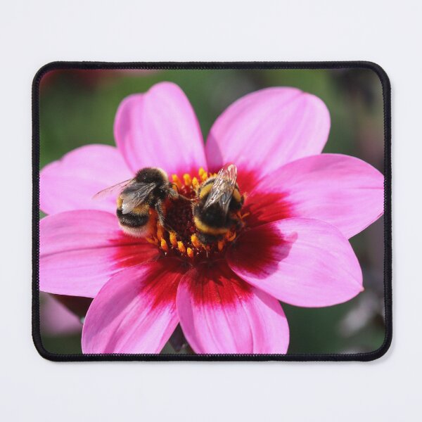 Item preview, Bees on dahlia designed and sold by GreyFeatherPhot.